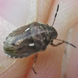 Neottiglossa lineolata